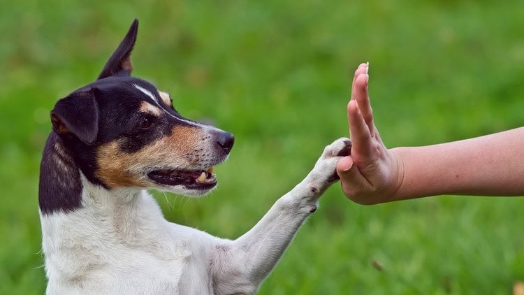 Animal Telepathy التخاطر الحيواني